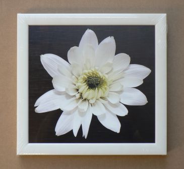 Obrazy - WHITE, Obrazy Galerie Kočka