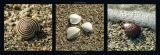 Reprodukce - Fotografie krajin - Coquillages sur sable