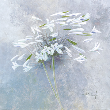 Reprodukce - Květiny - Enchanted I, Franz Heigl